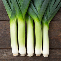 Megaton – Organic Leek Seed