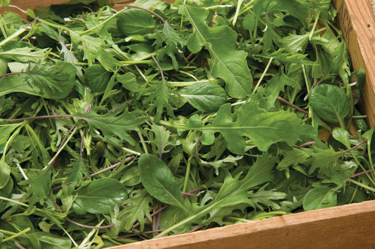 Ovation Greens Mix – Organic Seeds