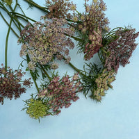 Dara – Daucus Seed