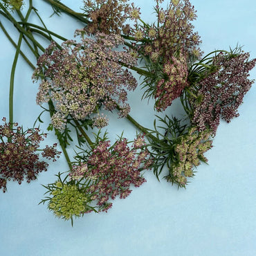 Dara – Daucus Seed