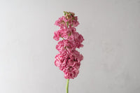 StoX Rose Pink – Stock Seed