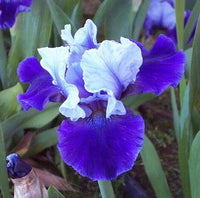 Mariposa Wizard Reblooming Bearded Iris