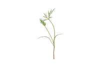 Dill – Microgreen Seed