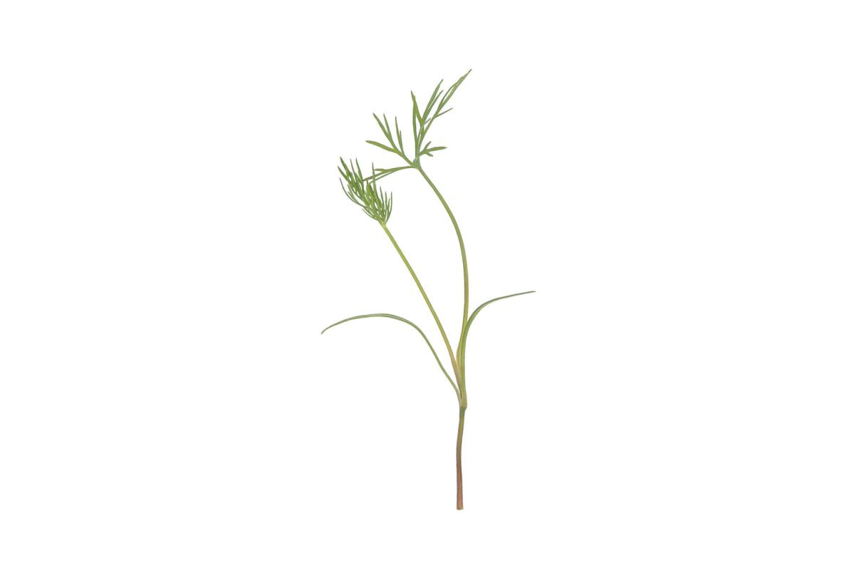 Dill – Microgreen Seed