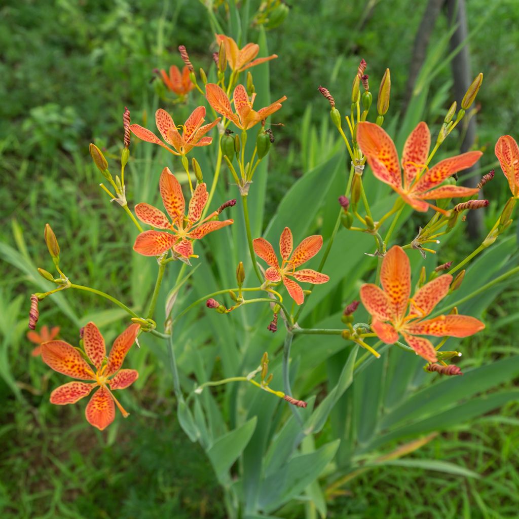 Freckled Face Leopard Flower
