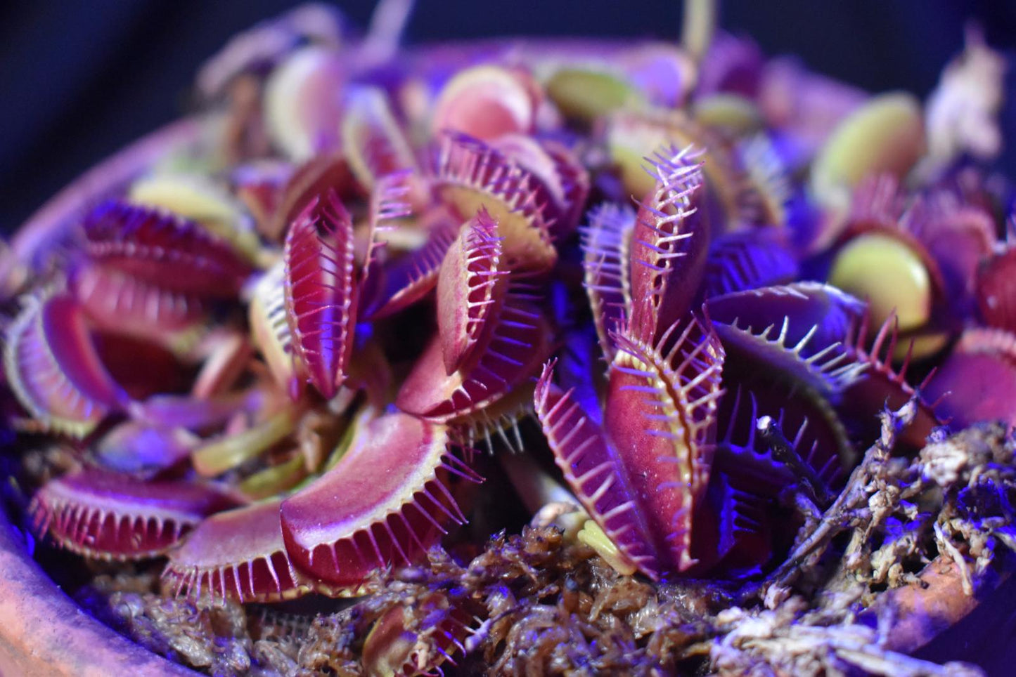 Purple Venus Flytrap – Exotic Carnivorous Plant with Vibrant Purple Traps | Live Potted Dionaea Muscipula