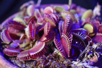 Purple Venus Flytrap – Exotic Carnivorous Plant with Vibrant Purple Traps | Live Potted Dionaea Muscipula