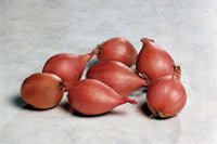 Conservor – Shallot Seed