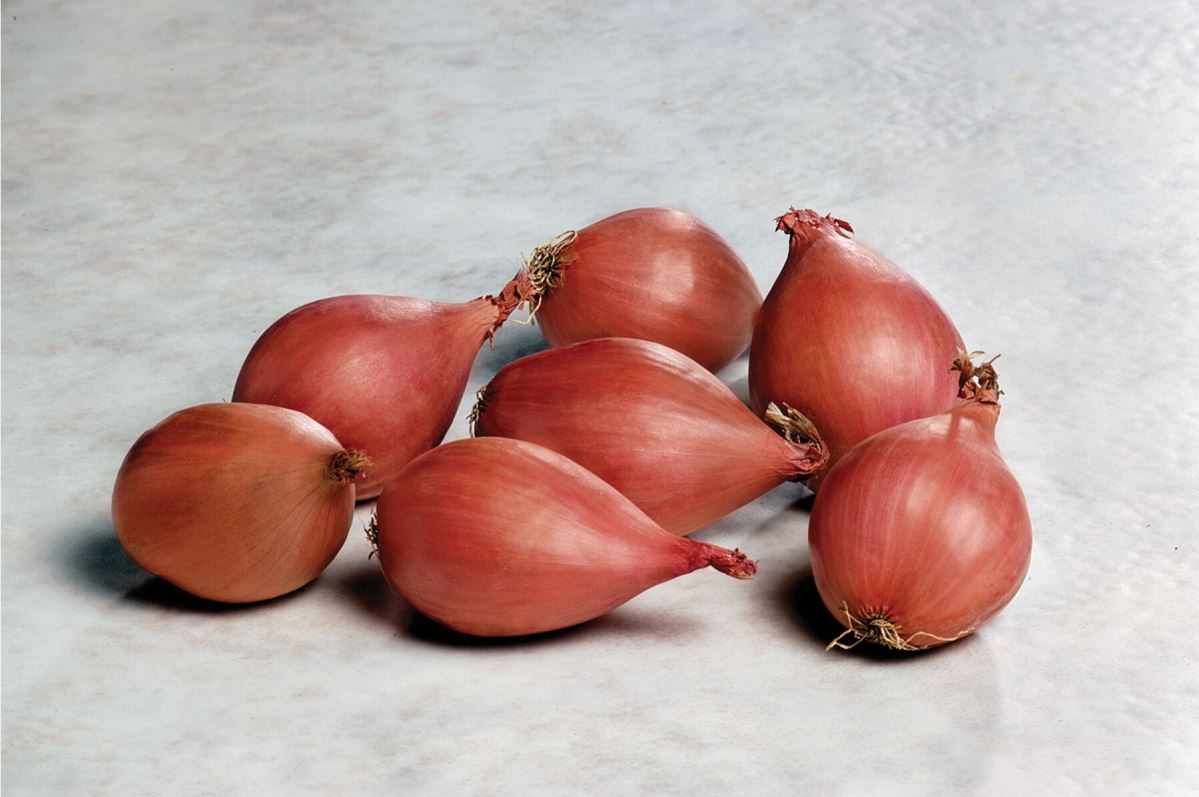 Conservor – Organic Shallot Seed