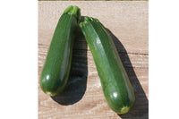 Partenon – Organic Zucchini Seeds