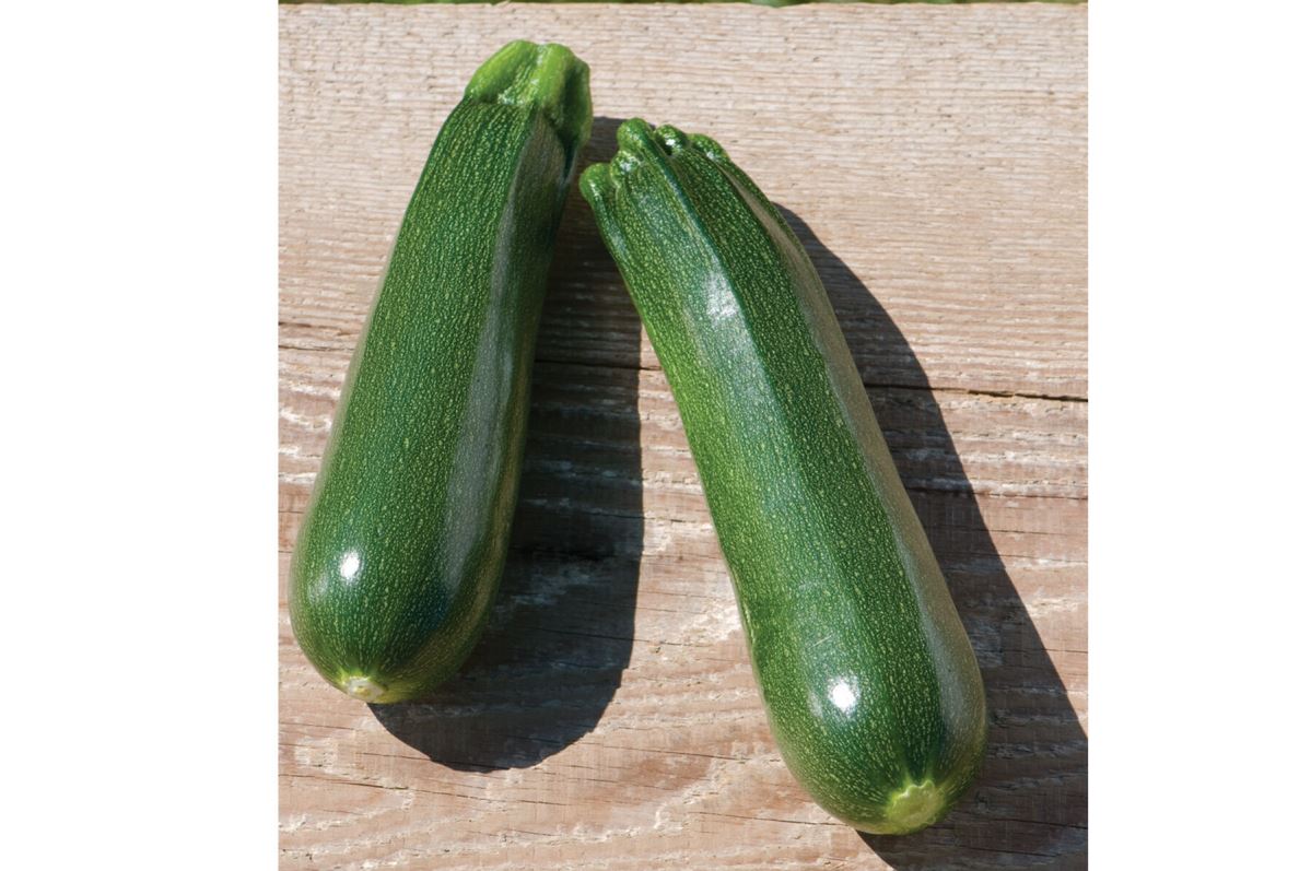 Partenon – Organic Zucchini Seeds
