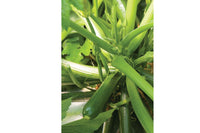 Partenon – Organic Zucchini Seeds