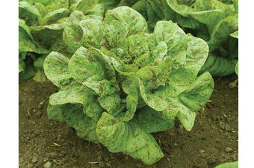 Flashy Trout Back – Organic Lettuce Seed