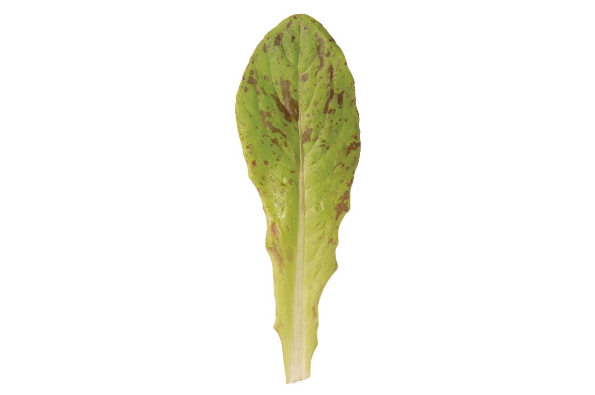 Flashy Trout Back – Organic Lettuce Seed