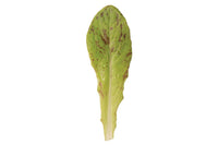 Flashy Trout Back – Organic Lettuce Seed