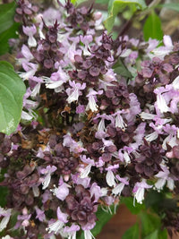 Heirloom Non-GMO Ocimum Flower Seeds for Planting – Fragrant Medicinal Herb Blooms for Garden Use