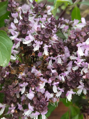 Heirloom Non-GMO Ocimum Flower Seeds for Planting – Fragrant Medicinal Herb Blooms for Garden Use