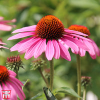 Echinacea purpurea – Echinacea Seed