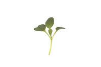 Pac Choi, Red Choi – Microgreen Seed