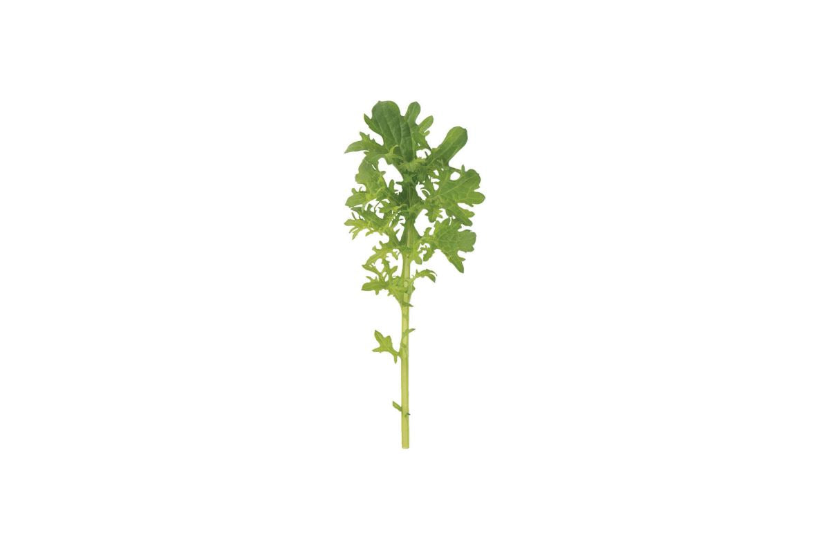 Golden Frills – Organic Mustard Green Seed
