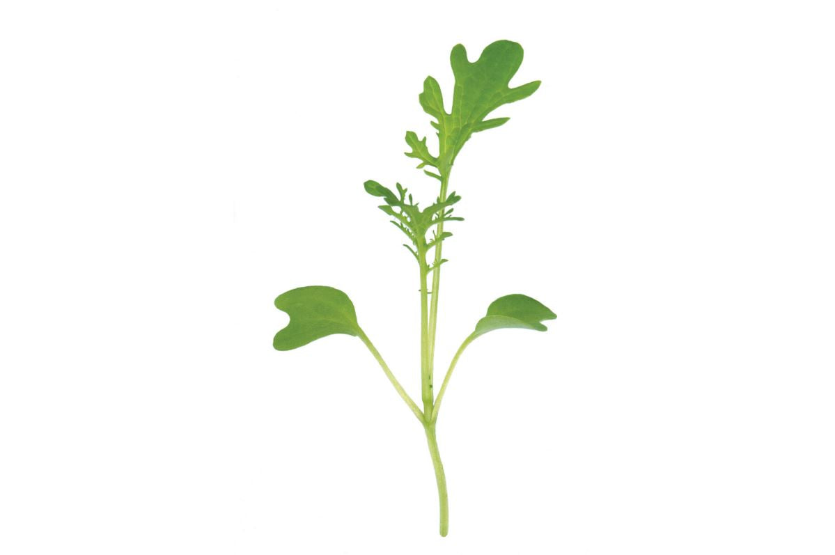 Mustard, Golden Frills – Organic Microgreen Seed