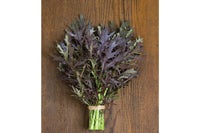 Ruby Streaks – Mustard Green Seed