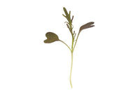 Mustard, Ruby Streaks – Organic Microgreen Seed