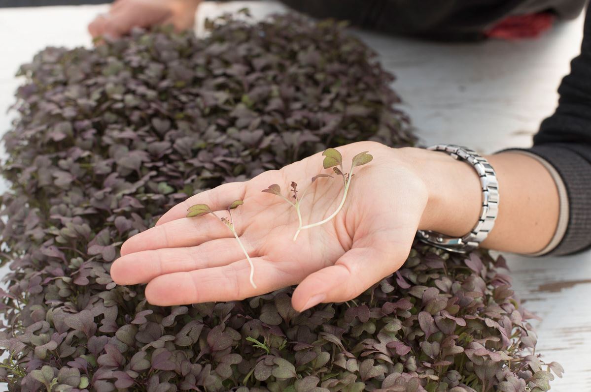 Mustard, Ruby Streaks – Microgreen Seed