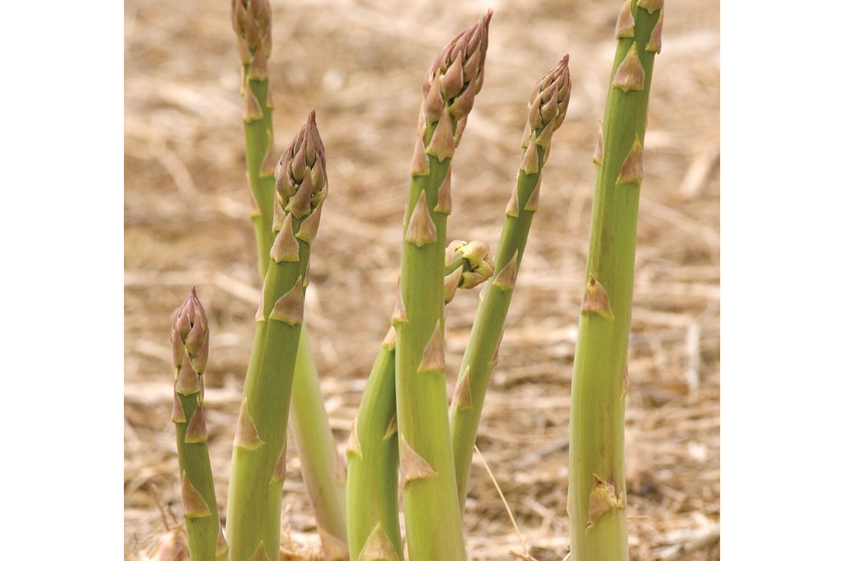 Jersey Supreme – Asparagus Seed