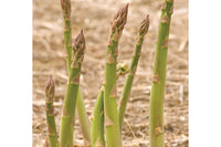 Jersey Supreme – Asparagus Seed