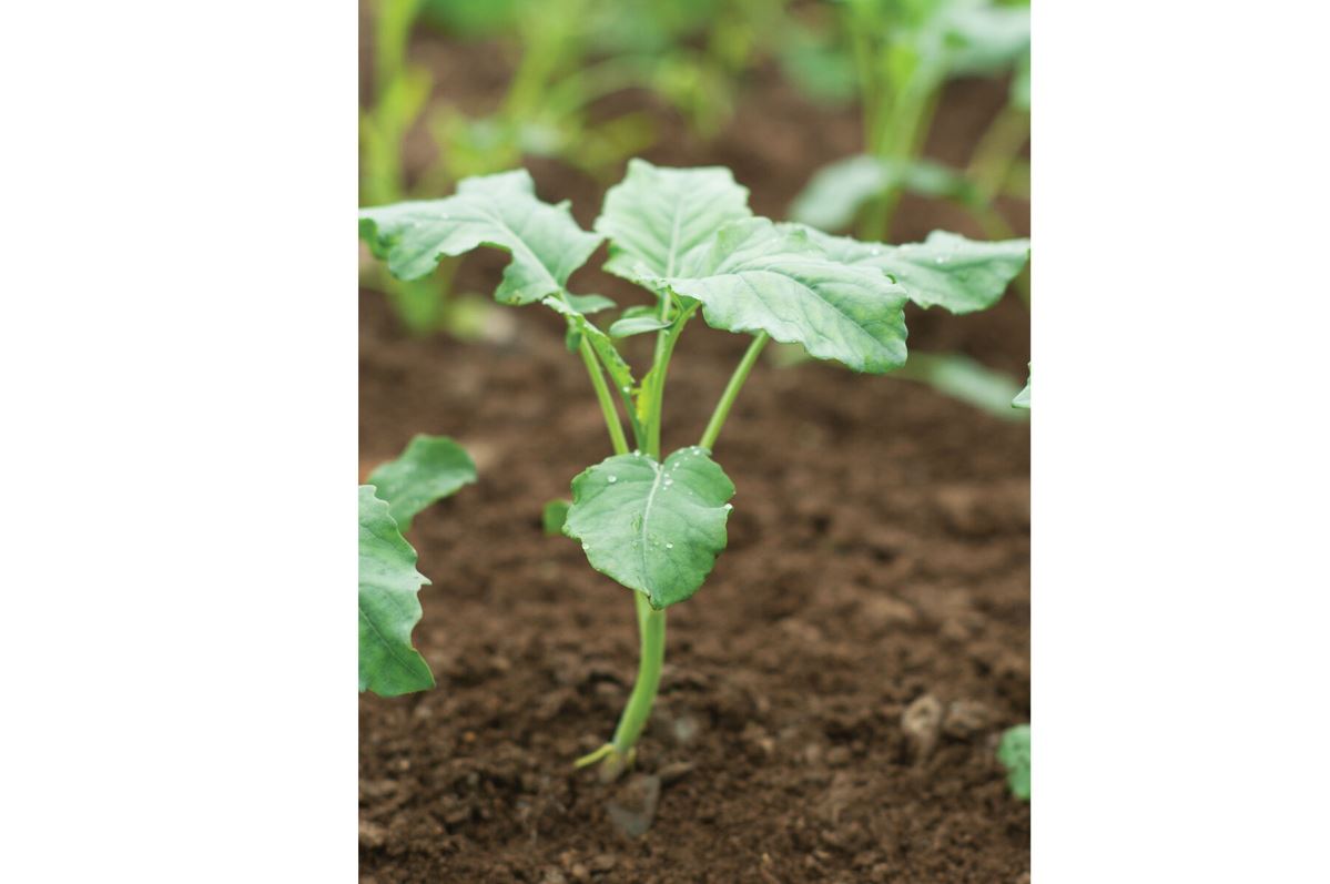 Spigariello Liscia – Broccoli Seed