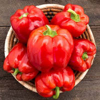 Olly – Organic Bell Pepper Seed
