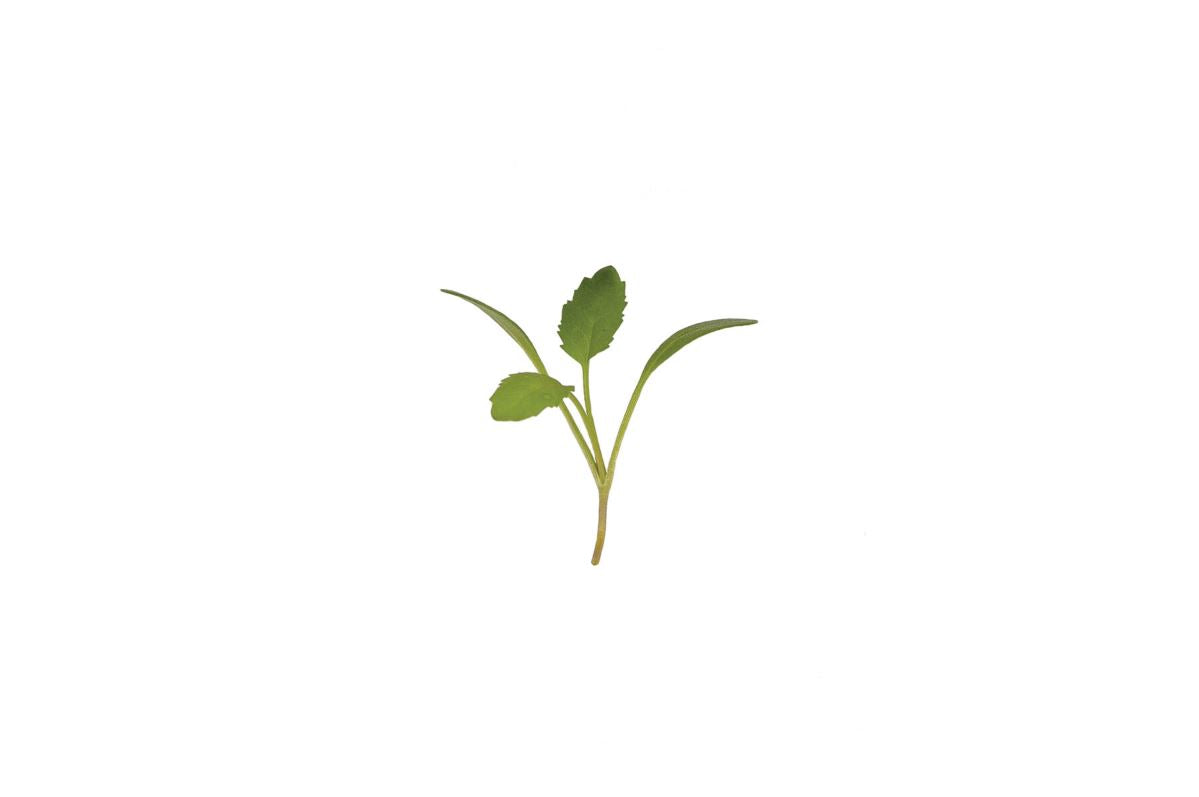 Cress, Persian – Organic Microgreen Seed