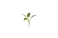 Cress, Persian – Organic Microgreen Seed