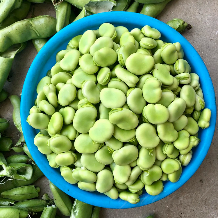 Large Broad Bean Seeds