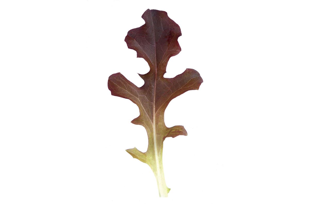 Garrison – Organic Lettuce Seed