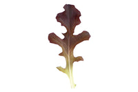 Garrison – Organic Lettuce Seed
