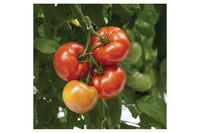 Geronimo – Tomato Seed