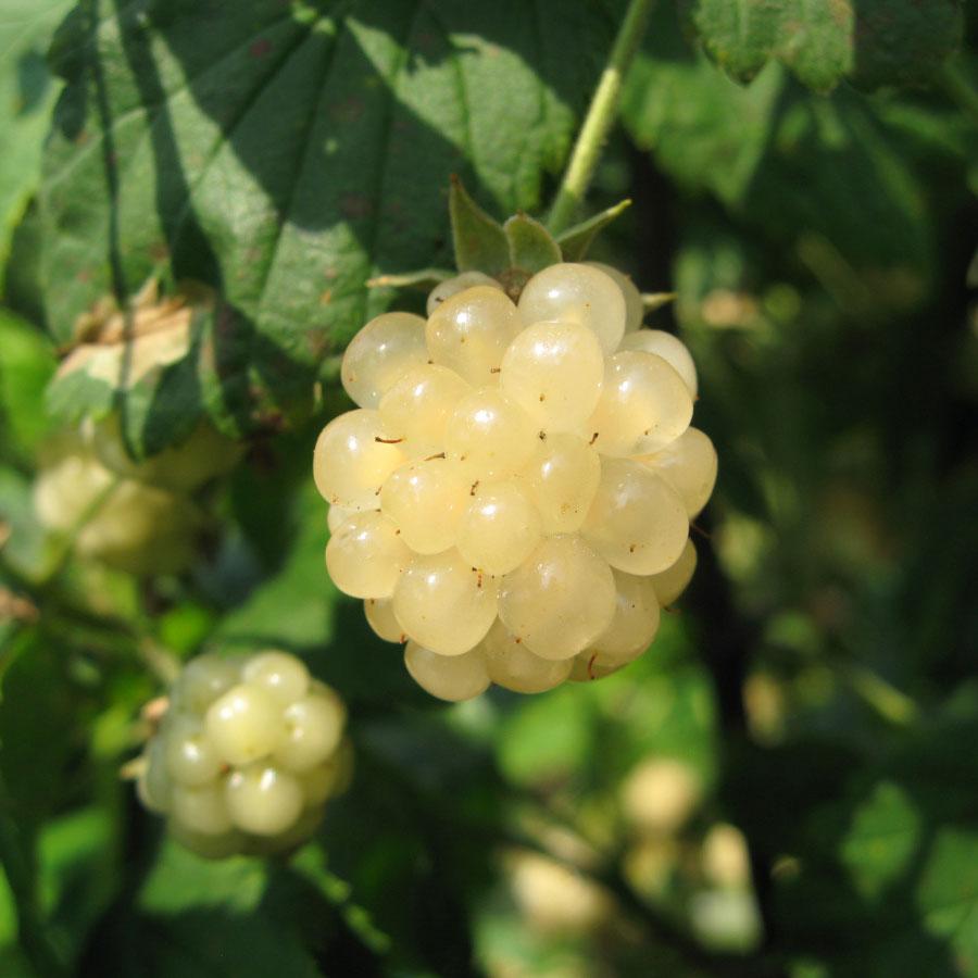 Polar Berry Blackberry Seed