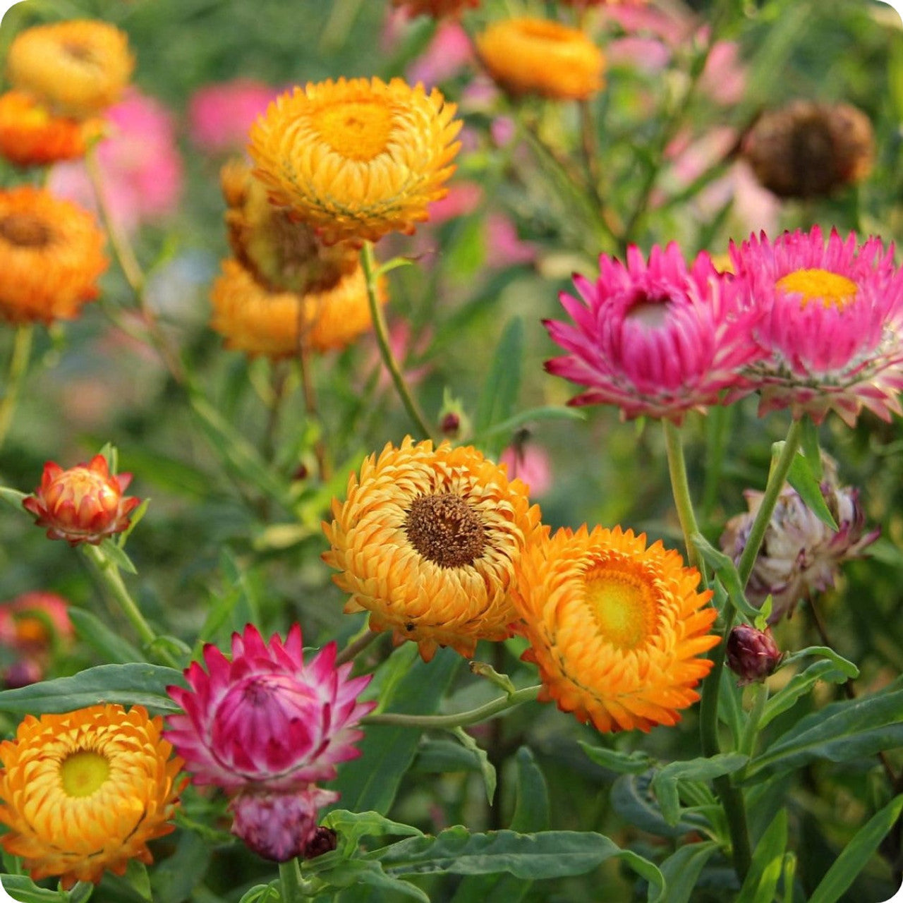 Strawflower Seeds - Golden Yellow