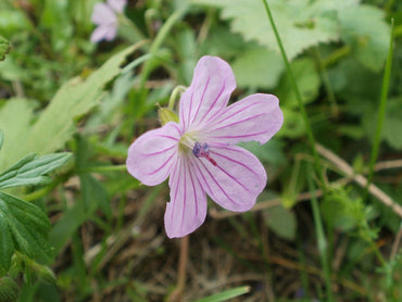Heirloom Non-GMO Geranium Asphodeloides Flower Seeds for Planting – Beautiful Garden Blooms