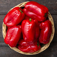 Olly – Organic Bell Pepper Seed