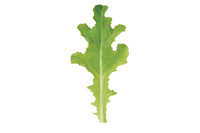 Sulu – Lettuce Seed