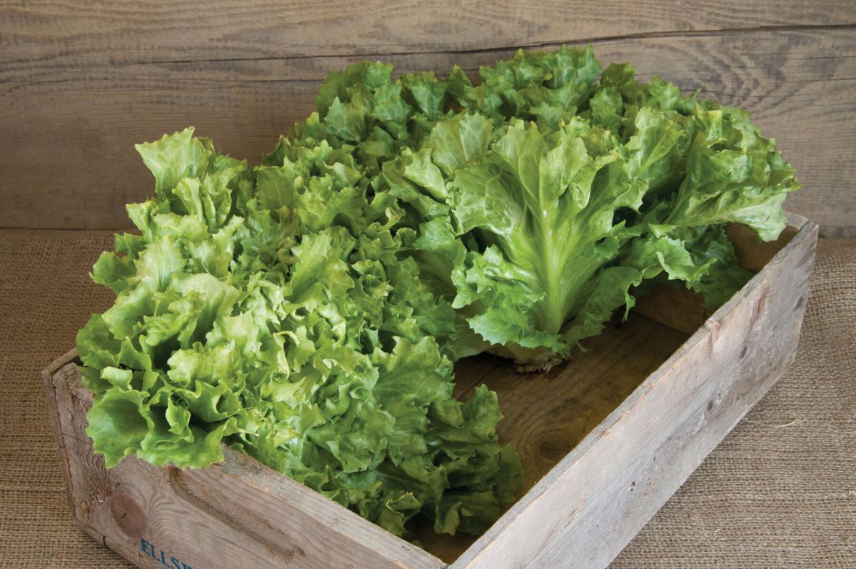 Eros – Organic Escarole Seed