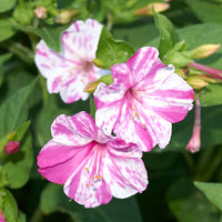 Four O'Clocks- Marbles White-Red