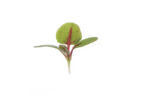 Sorrel, Red Veined – Microgreen Seed