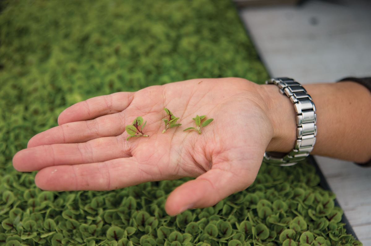 Sorrel, Red Veined – Microgreen Seed