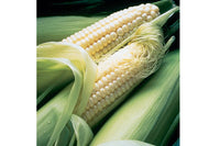 Silver Queen – Corn Seed