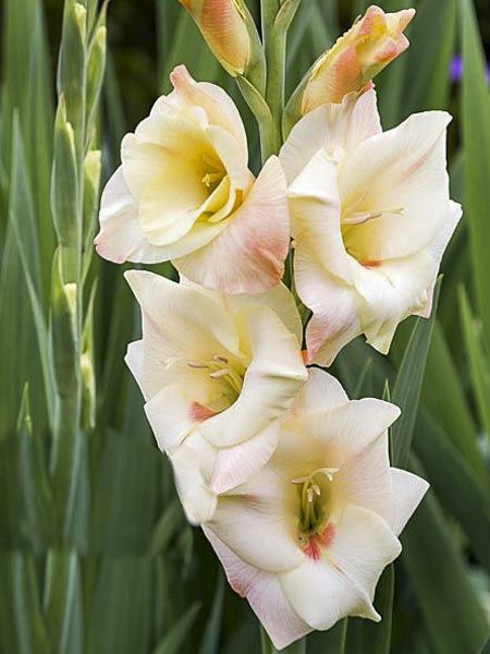 Gladiolus- Cream Perfection