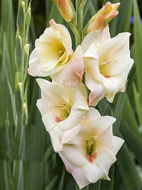 Gladiolus- Cream Perfection